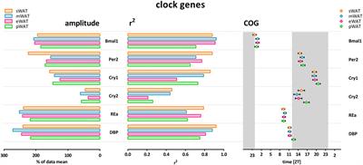 Daily Gene Expression Rhythms in Rat White Adipose Tissue Do Not Differ Between Subcutaneous and Intra-Abdominal Depots